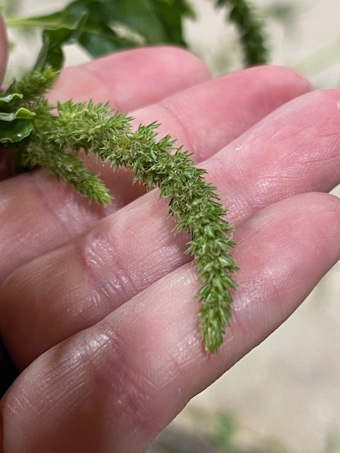 Waterhemp head. 