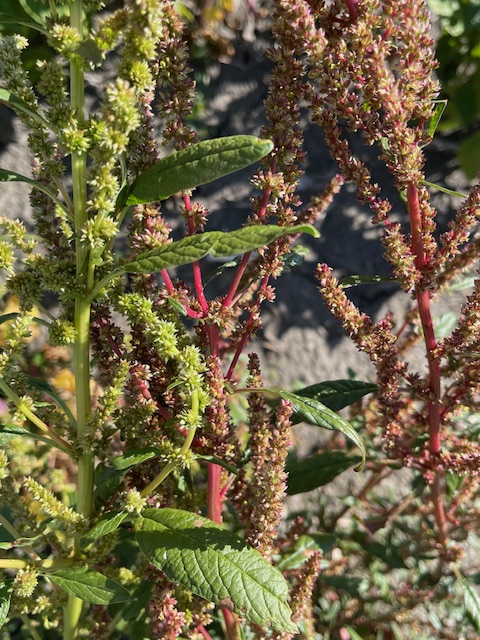 Waterhemp plant colors