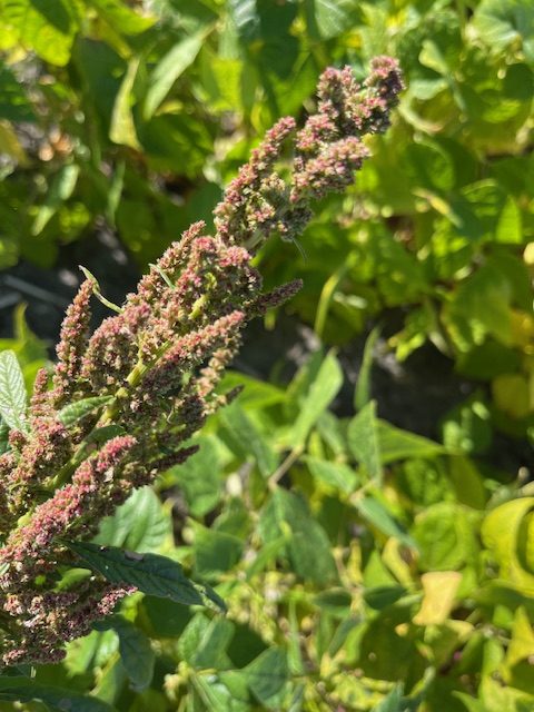 Waterhemp 