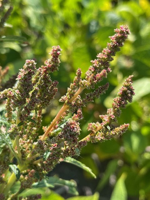 Waterhemp