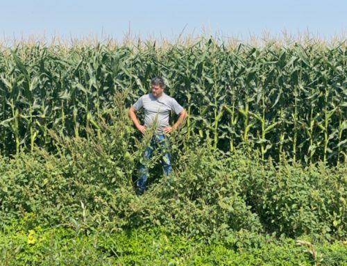 Tackling Waterhemp: A Growing Threat to Our Fields