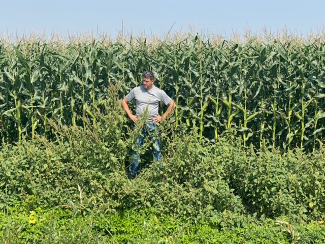 Waterhemp with Brunel Sabourin